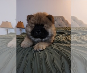 Chow Chow Puppy for sale in FORT WORTH, TX, USA