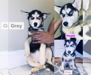 Siberian Husky Puppy for sale in YONKERS, NY, USA