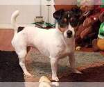 Small Photo #1 Jack Russell Terrier Puppy For Sale in TOMS RIVER, NJ, USA