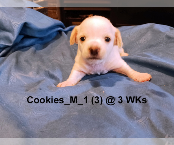 Medium Photo #9 Chihuahua Puppy For Sale in BELLE FOURCHE, SD, USA