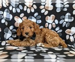 Small Photo #4 Cavapoo Puppy For Sale in NOTTINGHAM, PA, USA