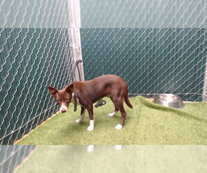 Border Collie Dogs for adoption in Downey, CA, USA
