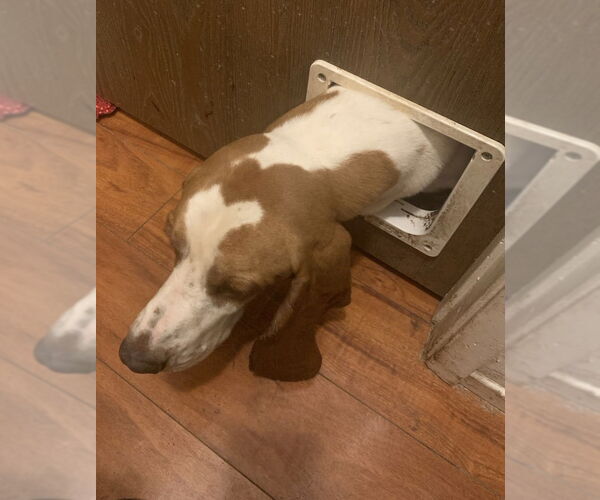 Medium Photo #5 Basset Hound Puppy For Sale in Petaluma, CA, USA
