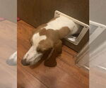 Small #4 Basset Hound