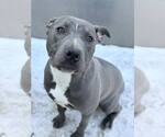Small #13 Mutt