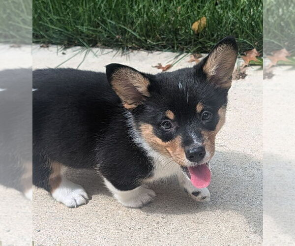 Medium Photo #1 Pembroke Welsh Corgi Puppy For Sale in GRAFTON, OH, USA