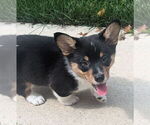 Small Pembroke Welsh Corgi
