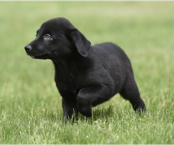 Medium Photo #1 Borador Puppy For Sale in Mechanicsburg, PA, USA