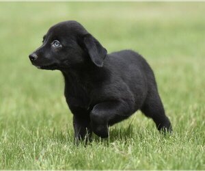 Borador Dogs for adoption in Mechanicsburg, PA, USA