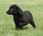 Small Borador