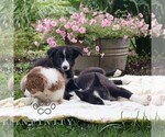 Small #1 Border Collie