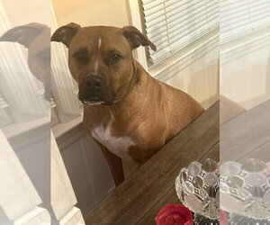 Mutt Dogs for adoption in Caldwell, NJ, USA