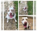 Small #1 American Staffordshire Terrier Mix