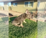 Small #5 French Bulldog