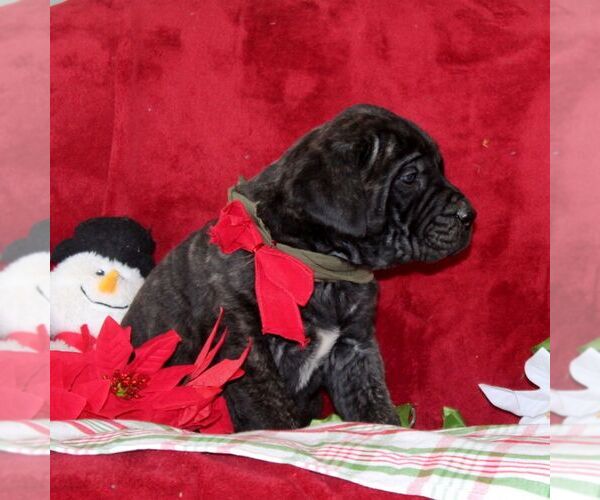 Medium Photo #2 Mastiff Puppy For Sale in RED LION, PA, USA