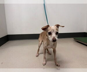 Chihuahua Dogs for adoption in Corona, CA, USA