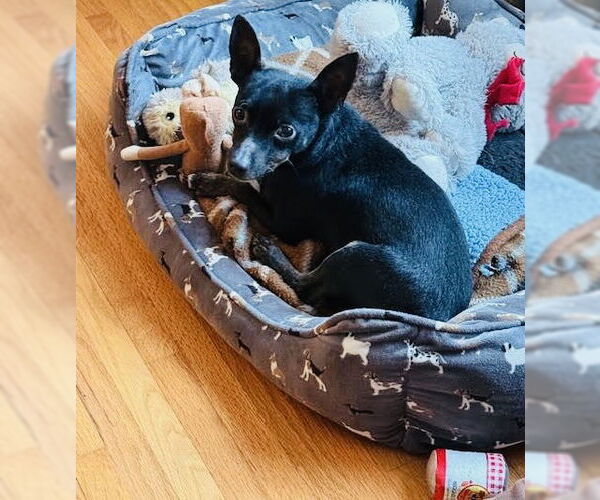 Medium Photo #3 Chipin Puppy For Sale in Princeton, MN, USA