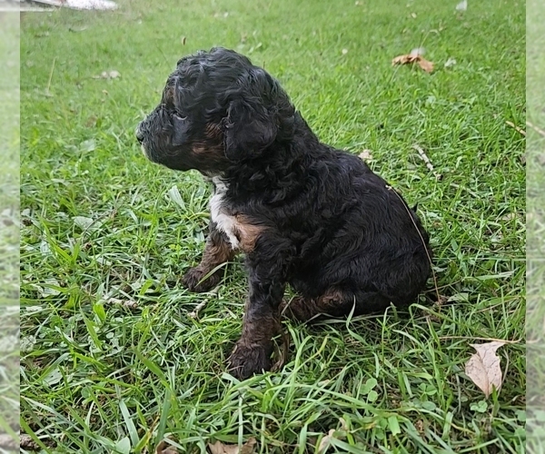 Medium Photo #6 Poodle (Miniature) Puppy For Sale in WHITEWATER, WI, USA