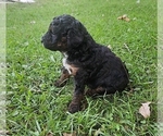 Small #5 Poodle (Miniature)