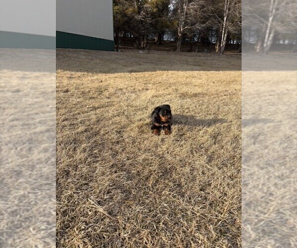 Medium Photo #10 Bernese Mountain Dog-Rottweiler Mix Puppy For Sale in SHEFFIELD, IL, USA
