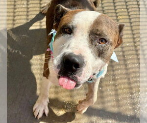 Mutt Dogs for adoption in Tulsa, OK, USA