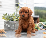 Small #2 Cavapoo