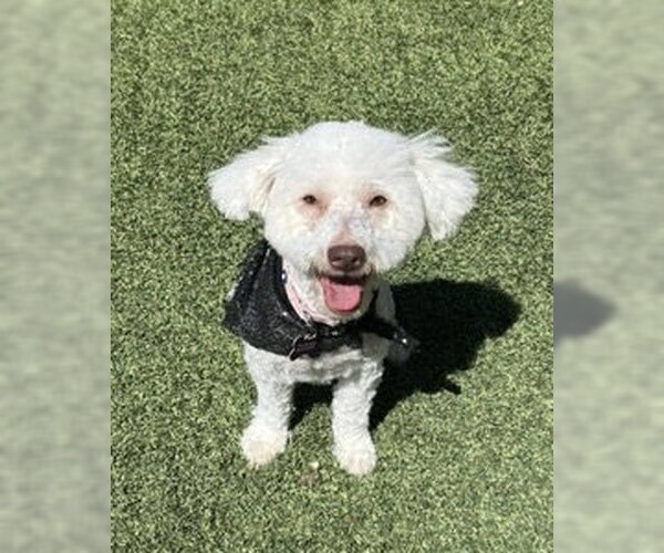 Medium Photo #2 Poodle (Miniature)-Unknown Mix Puppy For Sale in Corona, CA, USA