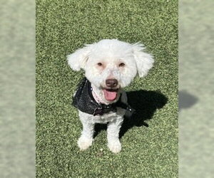 Maggie - Female Poodle (Miniature)-Unknown Mix Dog for Adoption - Photo #2