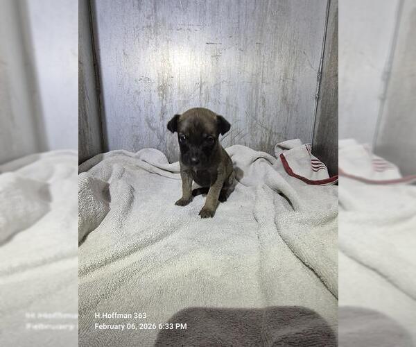 Medium Photo #1 Chihuahua-Unknown Mix Puppy For Sale in San Antonio, TX, USA