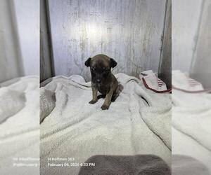 Chihuahua-Unknown Mix Dogs for adoption in San Antonio, TX, USA