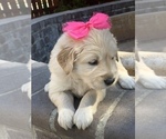 Small Photo #66 Golden Retriever Puppy For Sale in SACRAMENTO, CA, USA