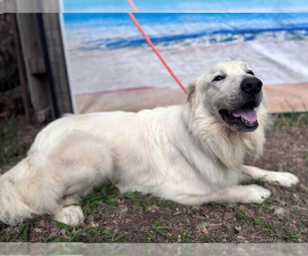 Medium Photo #17 Great Pyrenees Puppy For Sale in Spring, TX, USA