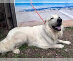 Small #16 Great Pyrenees