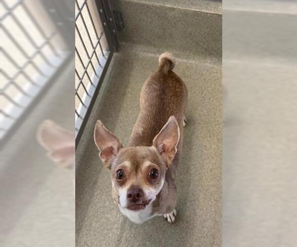 Medium Photo #1 Chihuahua Puppy For Sale in San Martin, CA, USA