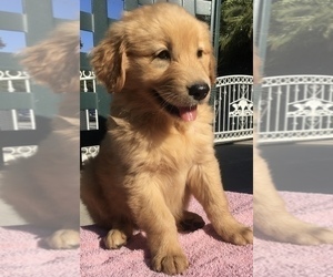 Golden Retriever Puppy for sale in SANTA ANA, CA, USA