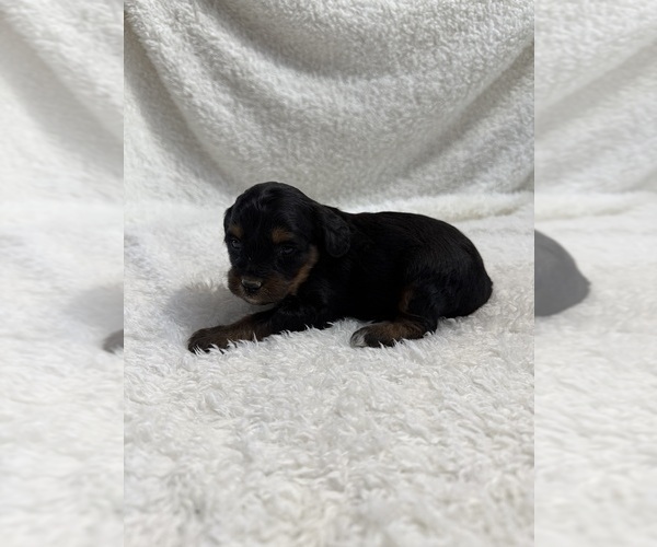 Medium Photo #36 Cavapoo mix (+ Poodle Miniature) Puppy For Sale in MUNFORDVILLE, KY, USA