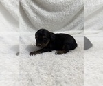 Small Photo #36 Cavapoo mix (+ Poodle Miniature) Puppy For Sale in MUNFORDVILLE, KY, USA