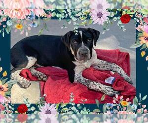 American Bandogge mastiff Dogs for adoption in Ojai, CA, USA