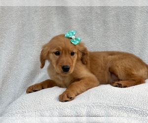 Golden Retriever Puppy for sale in LAKELAND, FL, USA