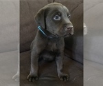 Small Photo #2 Labrador Retriever Puppy For Sale in MARYSVILLE, CA, USA