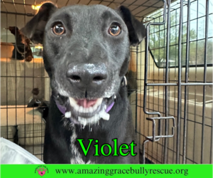 Violet - Female Labrador Retriever-Unknown Mix Dog for Adoption - Photo #3