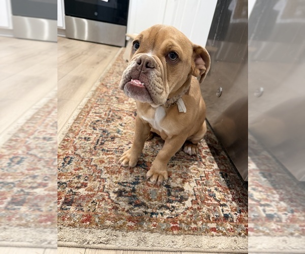 Medium Photo #1 English Bulldog Puppy For Sale in WEST POINT, VA, USA