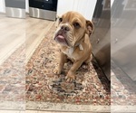 Small English Bulldog