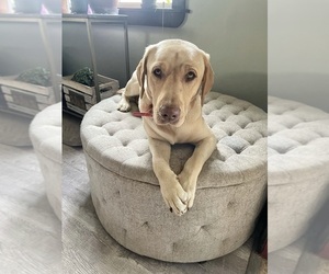 Father of the Labrador Retriever puppies born on 04/28/2023