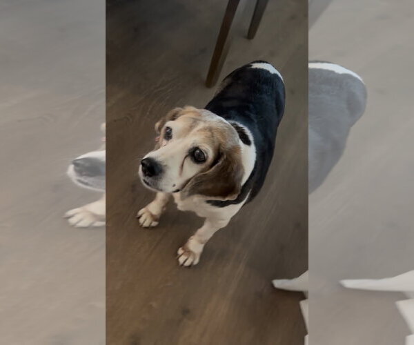Medium Photo #10 Beagle Puppy For Sale in Tampa, FL, USA