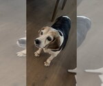 Small #9 Beagle