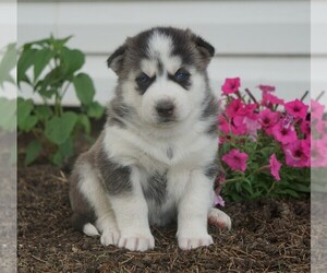 Siberian Husky Puppy for sale in FREDERICKSBG, OH, USA