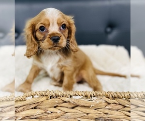 Cavalier King Charles Spaniel Puppy for Sale in CINCINNATI, Ohio USA