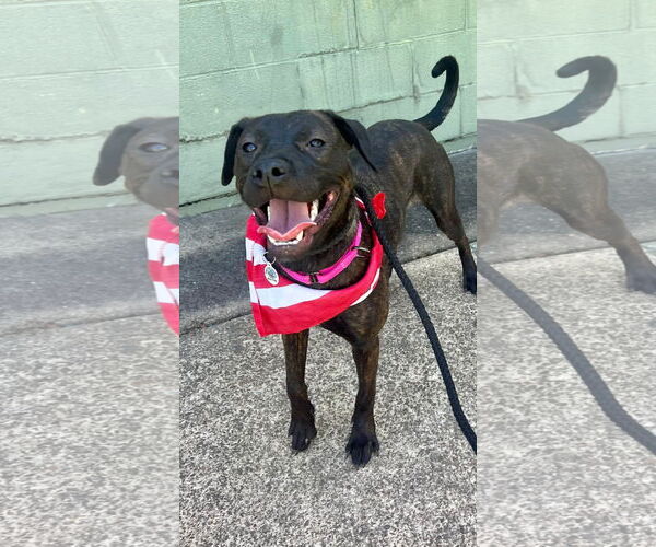 Medium Photo #3 Labrador Retriever-Unknown Mix Puppy For Sale in Munford, TN, USA