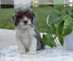 Small Photo #17 Cavapoo Puppy For Sale in PARADISE, PA, USA
